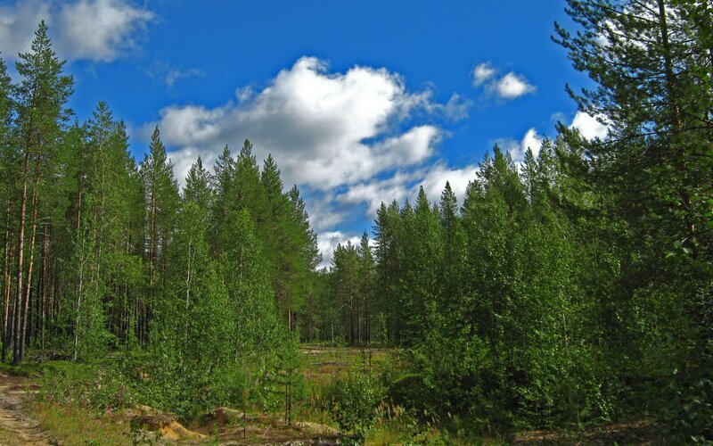 Pine Forest Landscape — Green, Serene, Afternoon, Photograph, Trees, Clouds