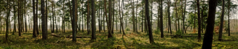 Pine Forest Landscape — Green, Serene, Afternoon