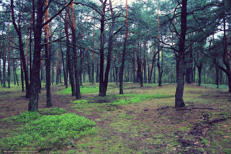 Pine Forest Landscape — Green, Serene, Morning, Photograph