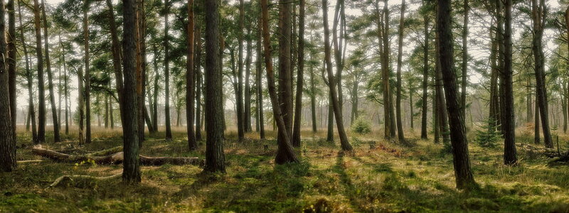 Pine Forest Landscape — Green, Serene, Morning, Photograph, Trees, Grass