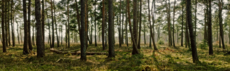 Pine Forest Landscape — Green, Serene, Morning, Photograph, Trees