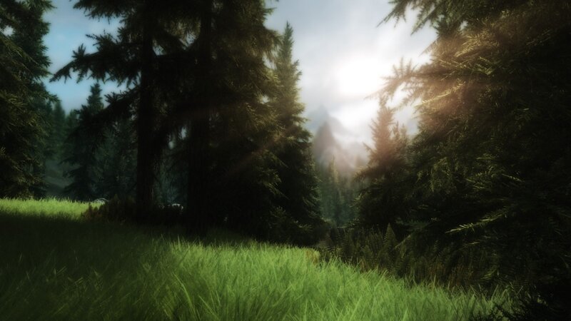 Pine Forest Landscape — Green, Serene, Morning