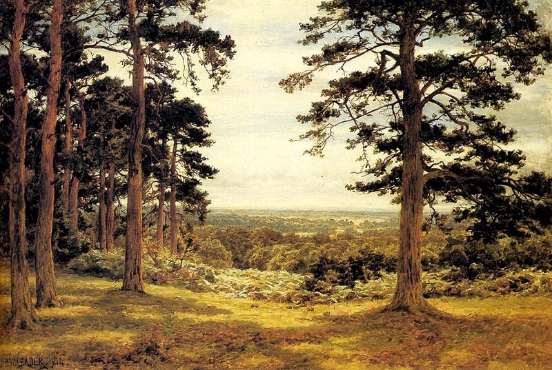 Pine Forest Landscape — Green, Serene