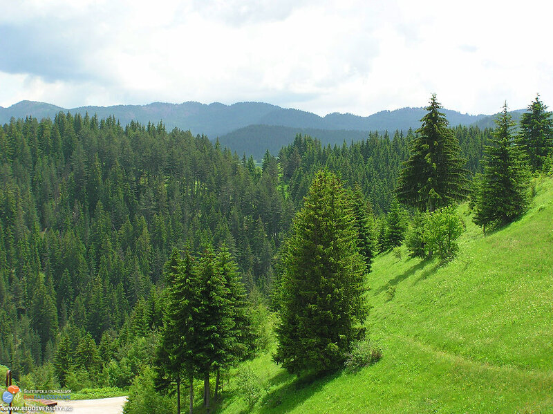Pine Forest Landscape — Green