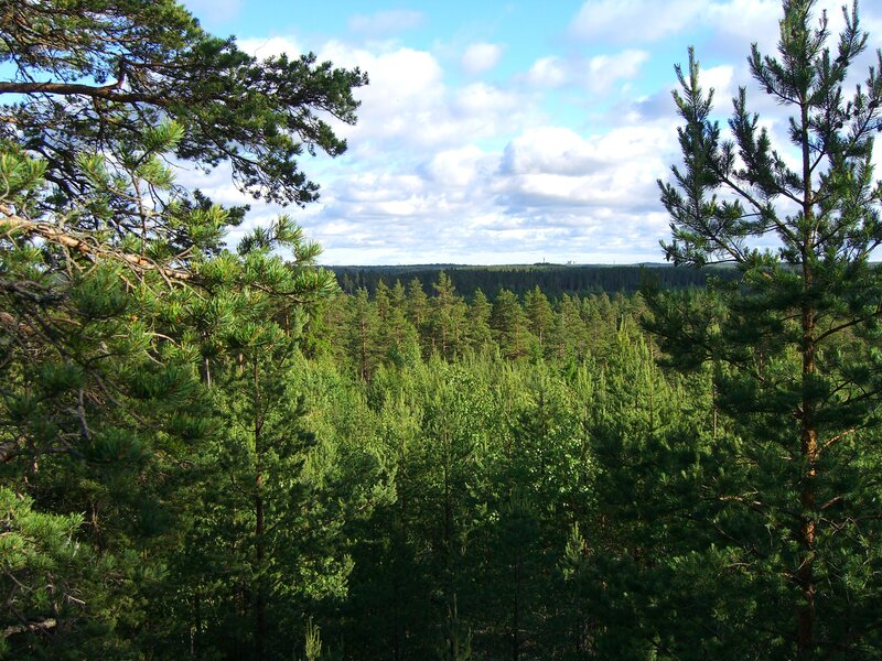 Pine forest landscape view