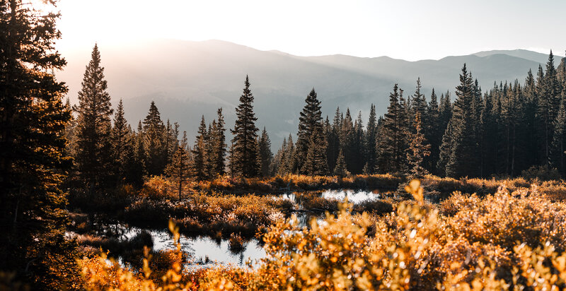 Pine Forest Marsh