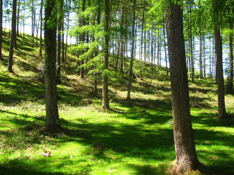 Pine Forest on a Hill