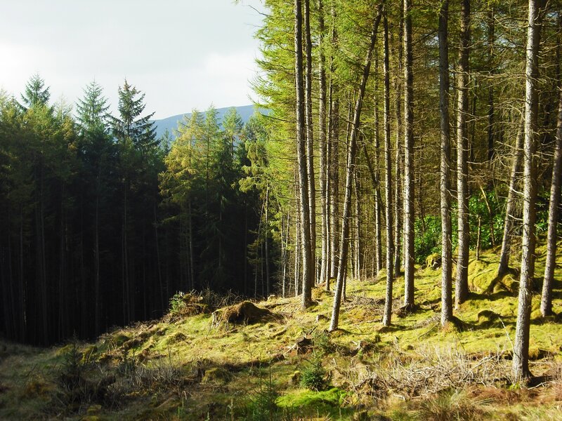 Pine Forest on a Hillside