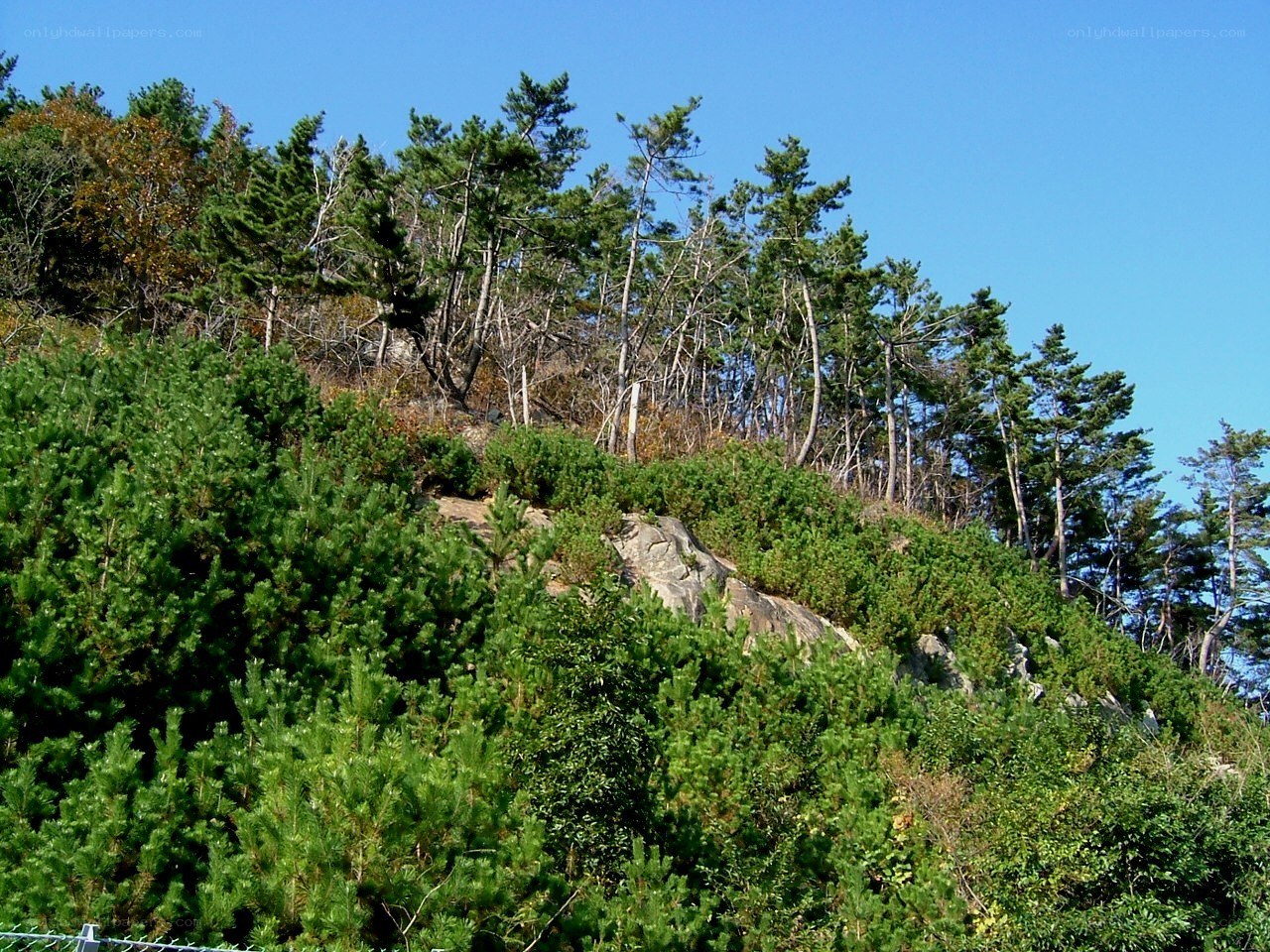 pine forest on a rocky hillside