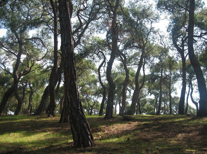 Pine forest on a sunny day