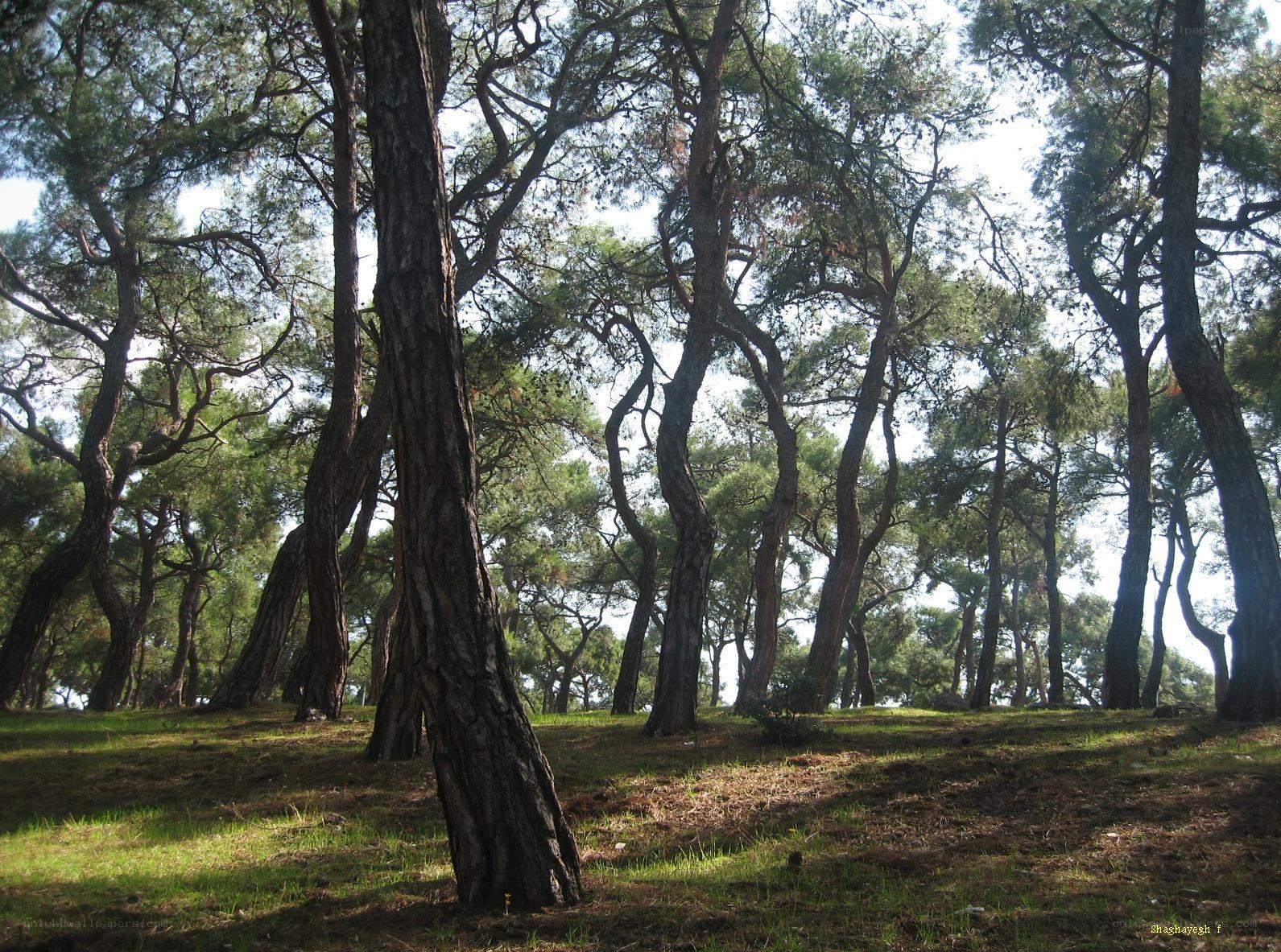 Pine forest on a sunny day