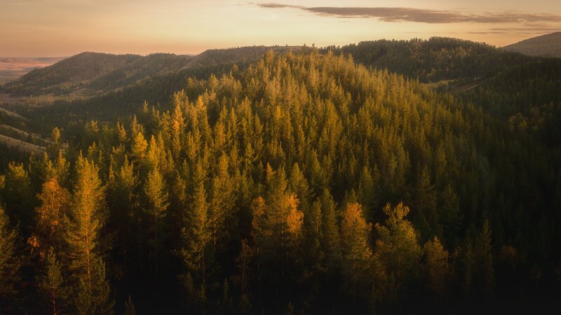 Pine Forest on Hills