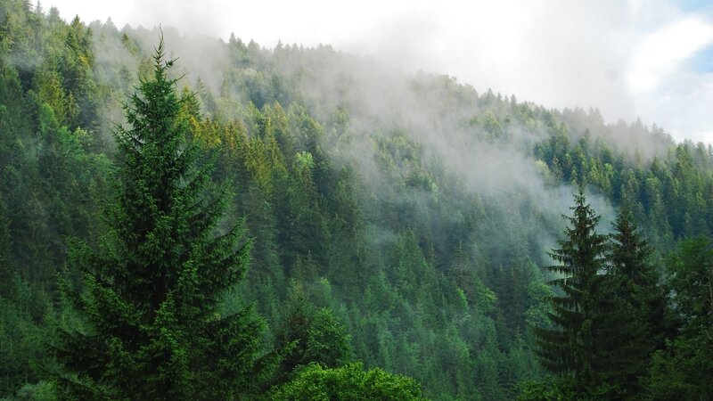 Pine Forest on Hillside — Green, Misty