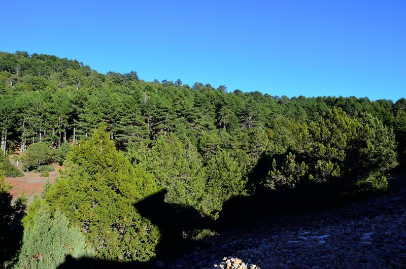 Pine Forest on Hillside — Green, Serene