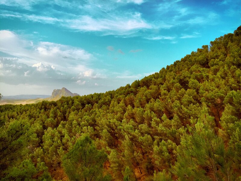Pine Forest on Hillside — Green