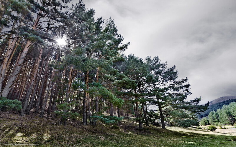 Pine Forest on Hillside