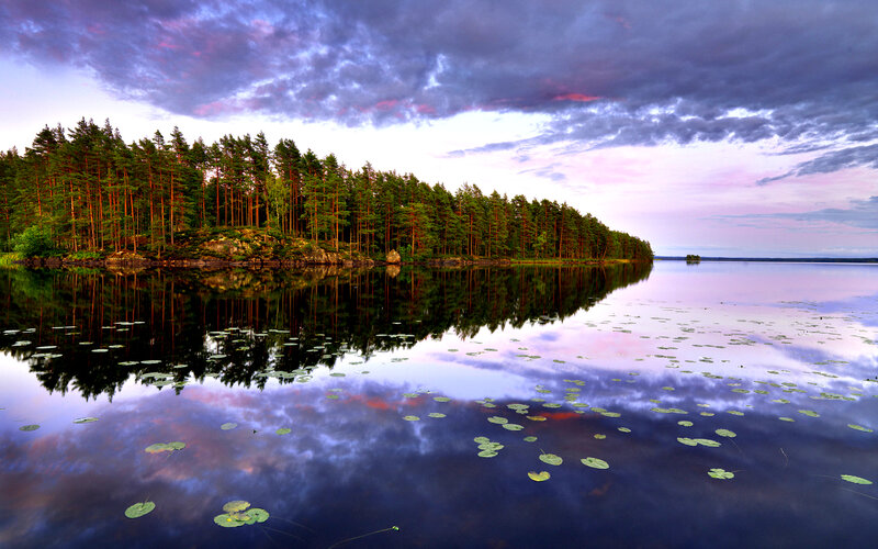 Pine Forest on Lake Island