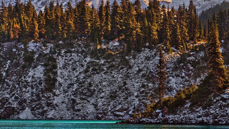 Pine Forest on Snowy Slope — Green
