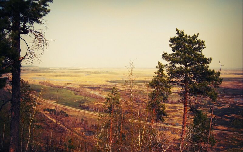 Pine forest overlook