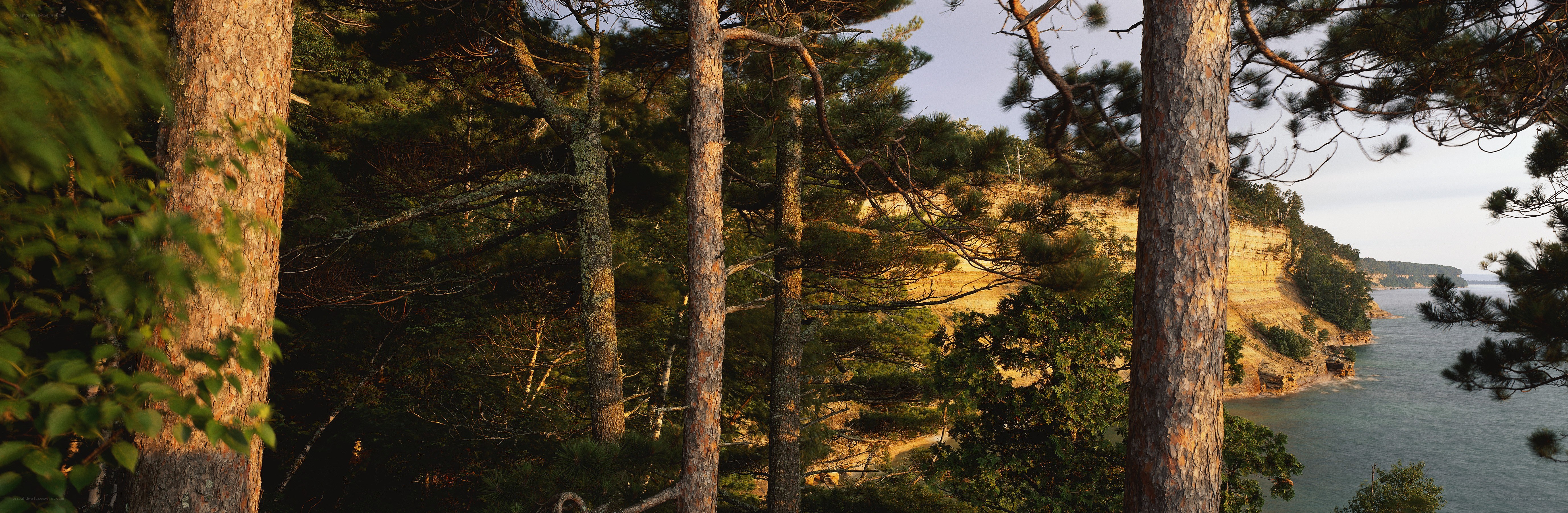 Pine forest overlooking a lake