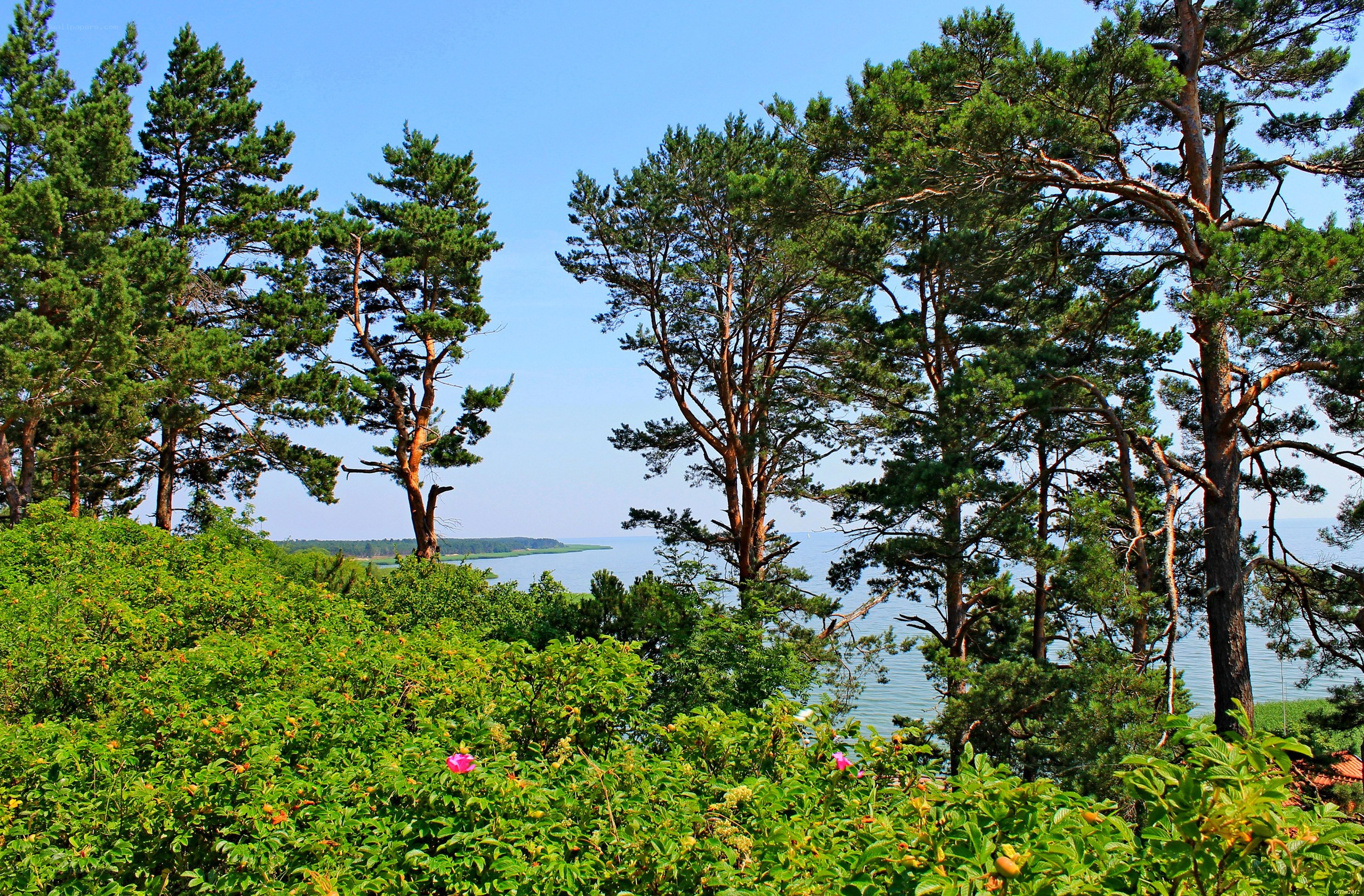 Pine forest overlooking a lake
