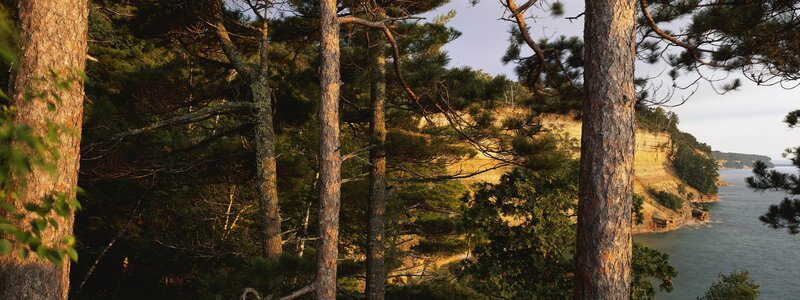 pine forest overlooking lake