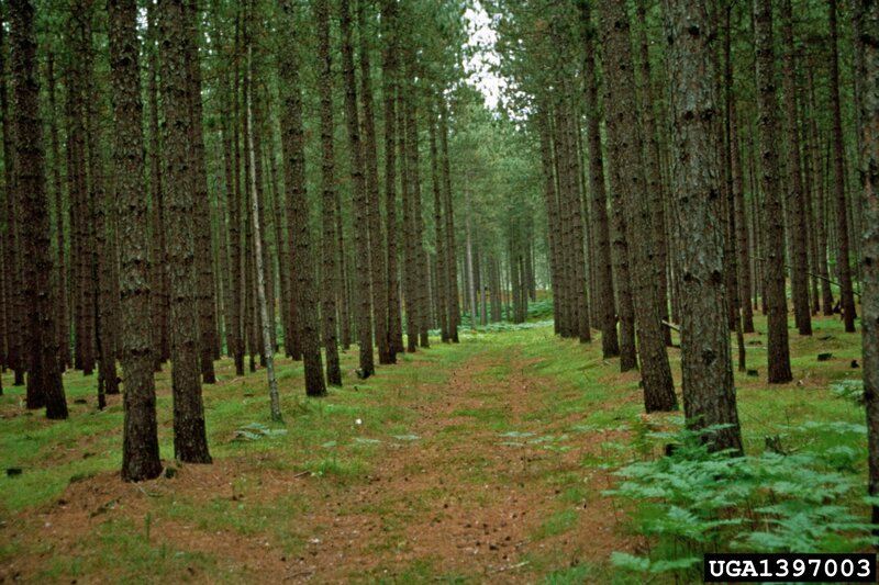 Pine forest path