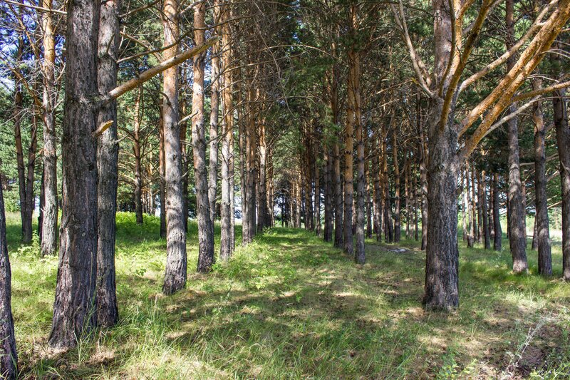 Pine forest path