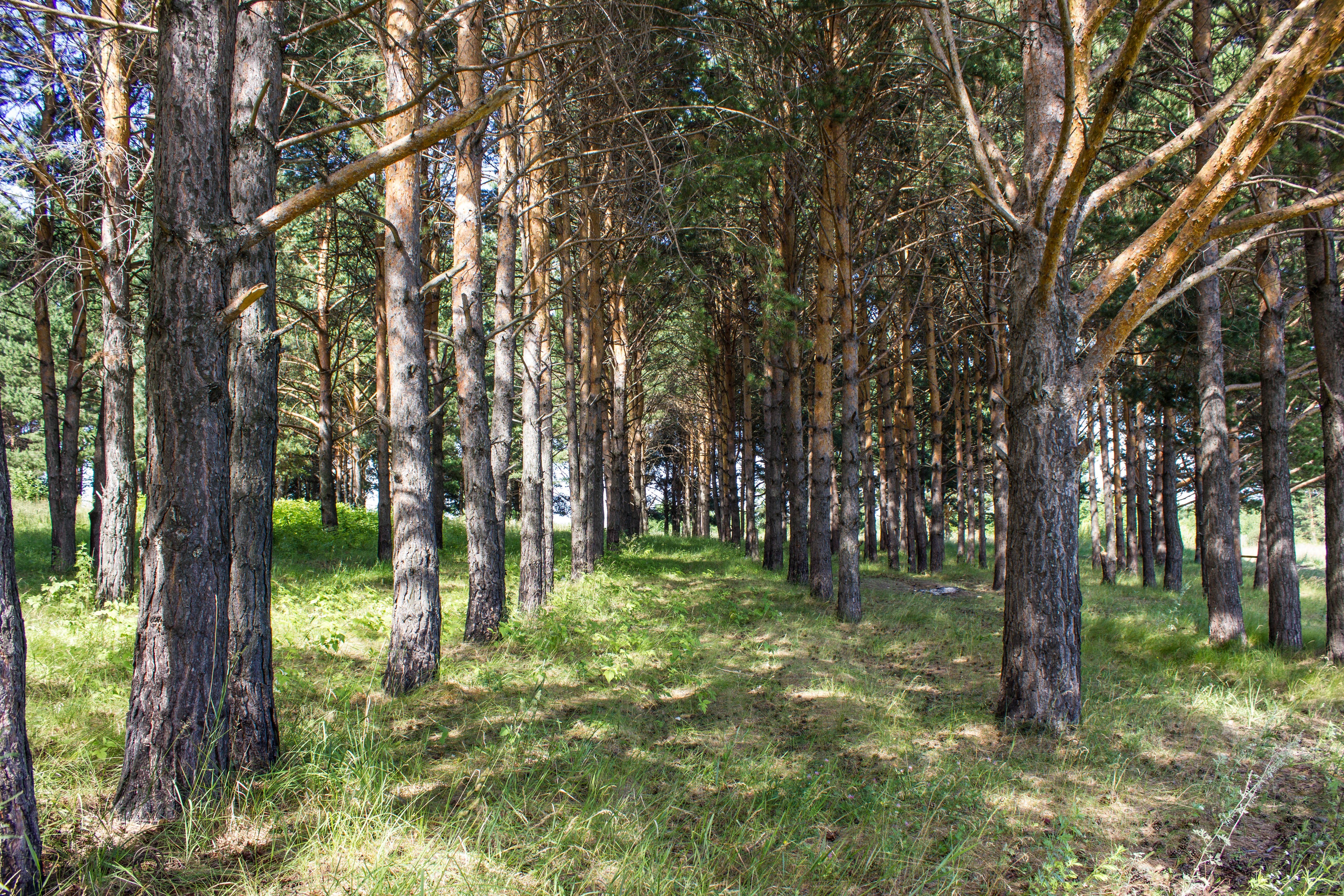Pine forest path