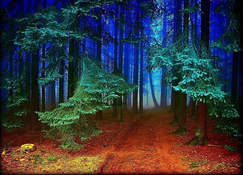 Pine Forest Path — Blue