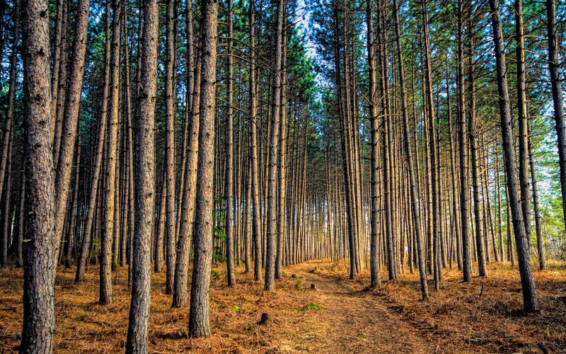 Pine Forest Path — Brown, Serene, Afternoon, Photograph