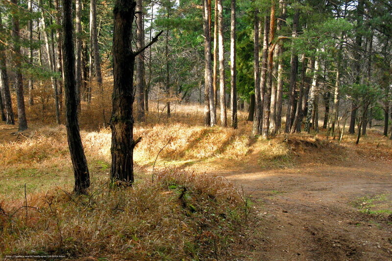 Pine Forest Path — Brown, Serene, Autumn
