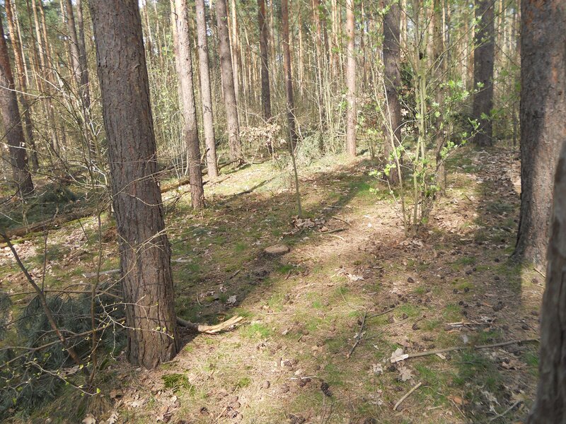 Pine Forest Path — Brown, Serene, Spring