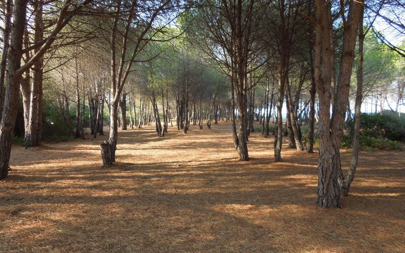 Pine Forest Path — Brown, Serene