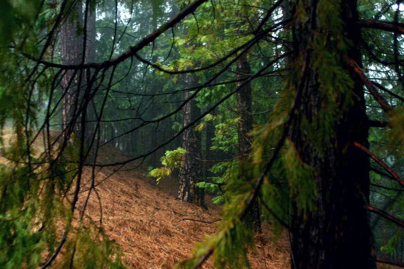 Pine Forest Path — Green, Moody