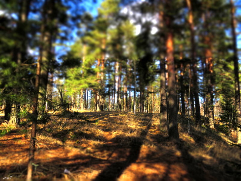 Pine Forest Path — Green, Serene, Afternoon, Photograph