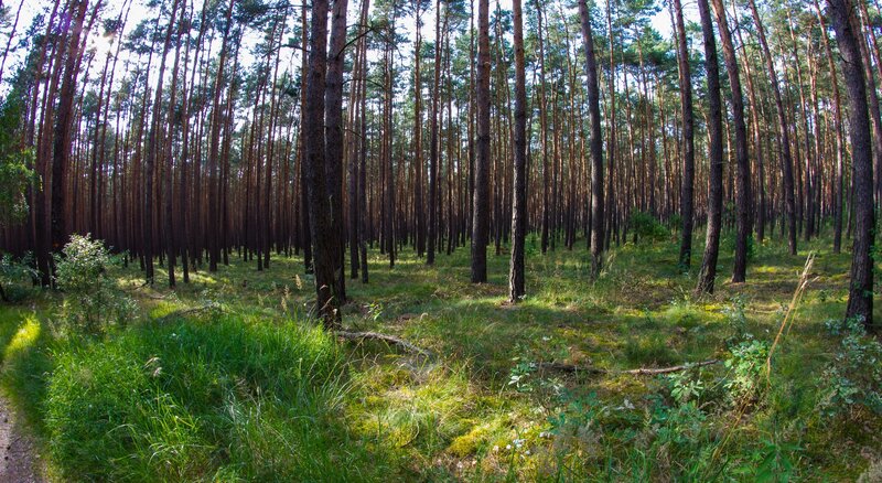 Pine Forest Path — Green, Serene, Afternoon, Photograph, Trees, Grass, Sunlight