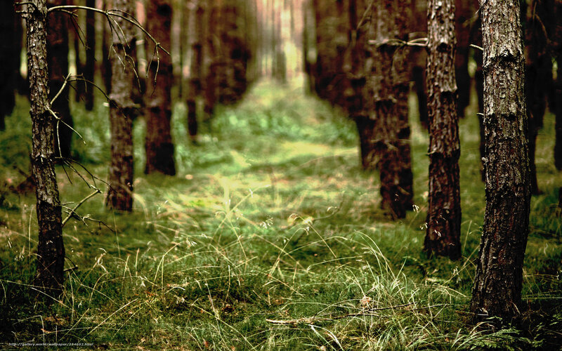 Pine Forest Path — Green, Serene, Afternoon, Photograph, Trees, Grass