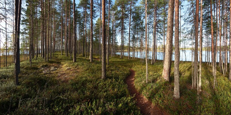 Pine Forest Path — Green, Serene, Afternoon, Photograph, Trees, Lake