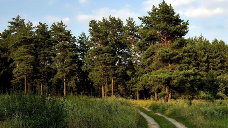 Pine Forest Path — Green, Serene, Afternoon, Photograph, Trees, Sky