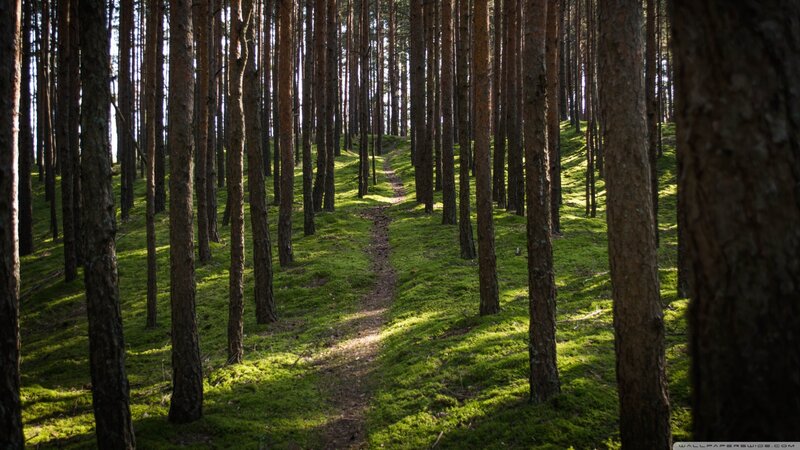 Pine Forest Path — Green, Serene, Afternoon, Photograph, Trees