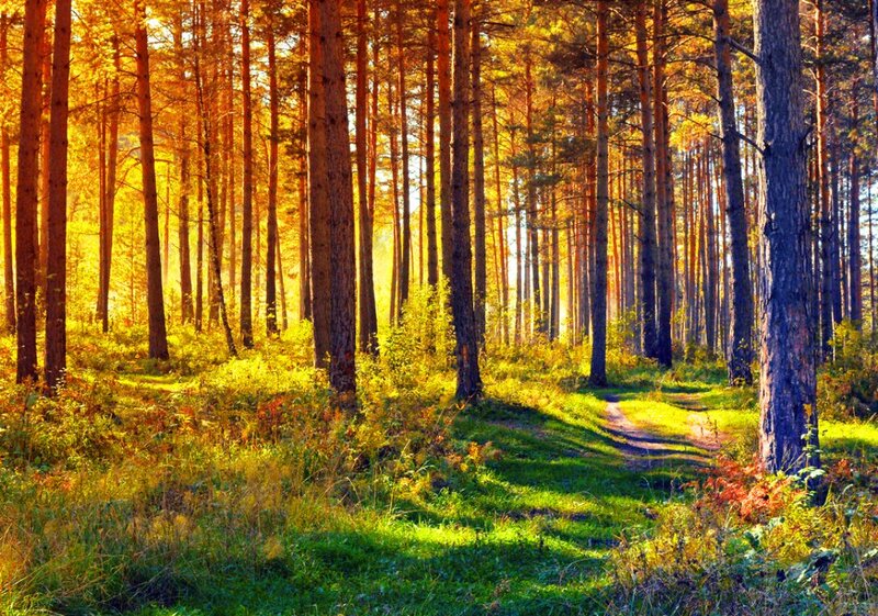 Pine Forest Path — Green, Serene, Afternoon