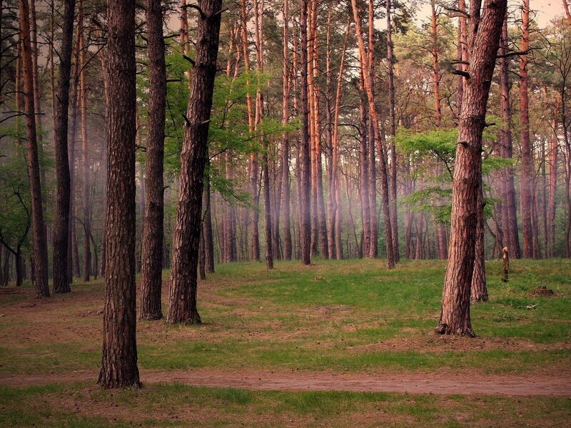 Pine Forest Path — Green, Serene, Morning, Photograph