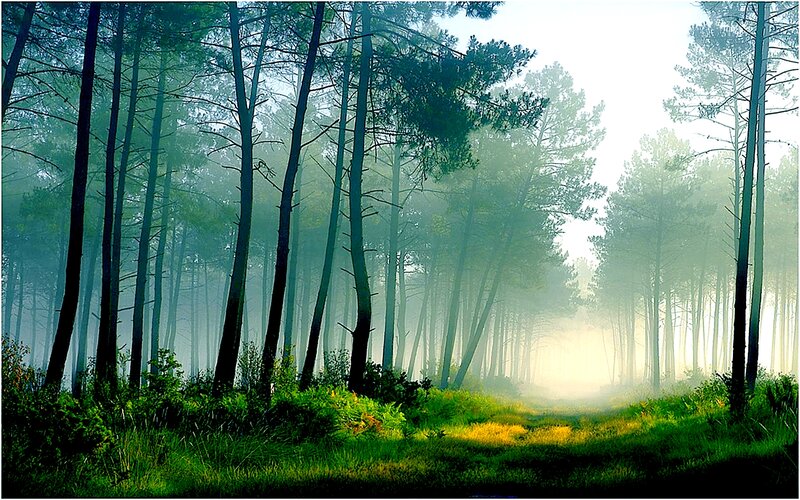 Pine Forest Path — Green, Serene, Morning