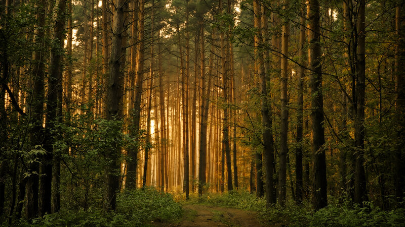 Pine Forest Path — Green, Serene, Sunset, Photograph