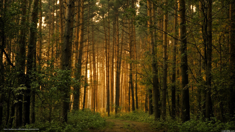 Pine Forest Path — Green, Serene, Sunset, Photograph, Trees, Sunlight