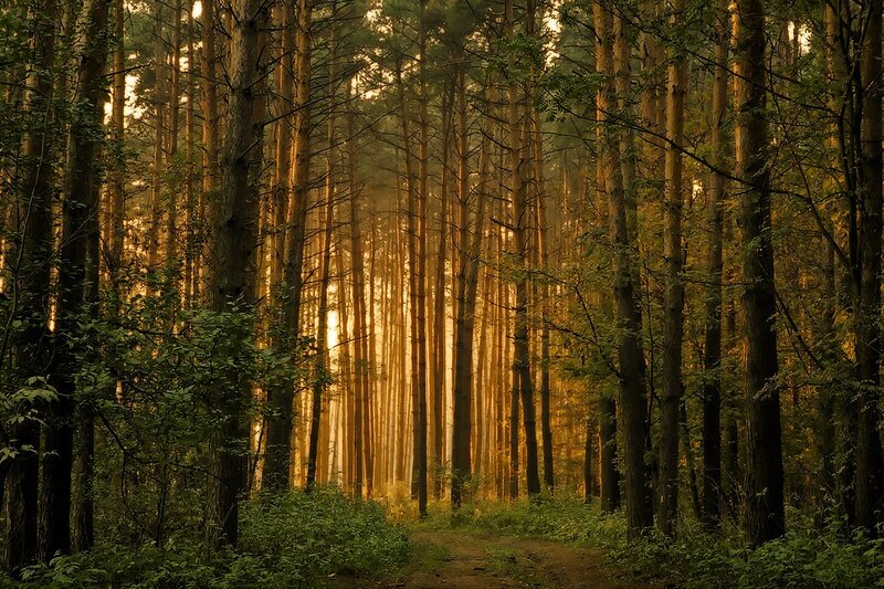 Pine Forest Path — Green, Serene, Sunset