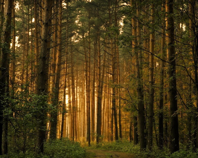 Pine Forest Path — Green, Serene