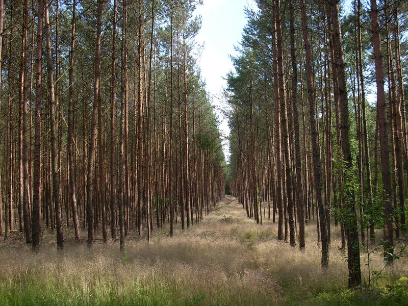 Pine Forest Path — Green