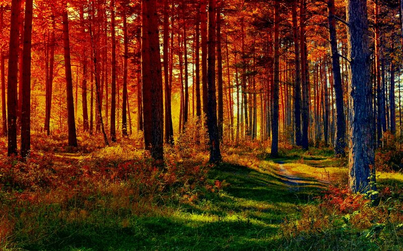 Pine Forest Path — Red